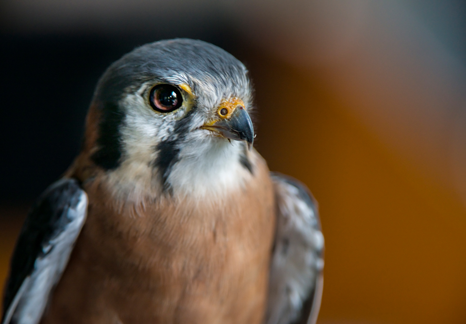 Audubon Center for Birds of Prey - All You Need to Know BEFORE You