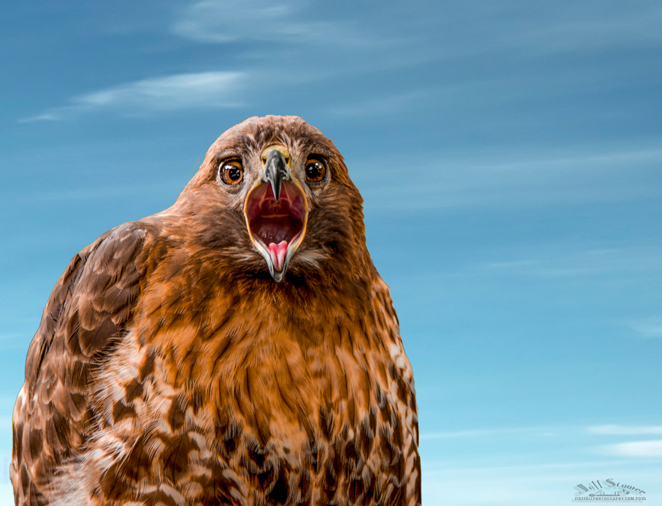 Birds of Prey Centre - All You Need to Know BEFORE You Go (with Photos)