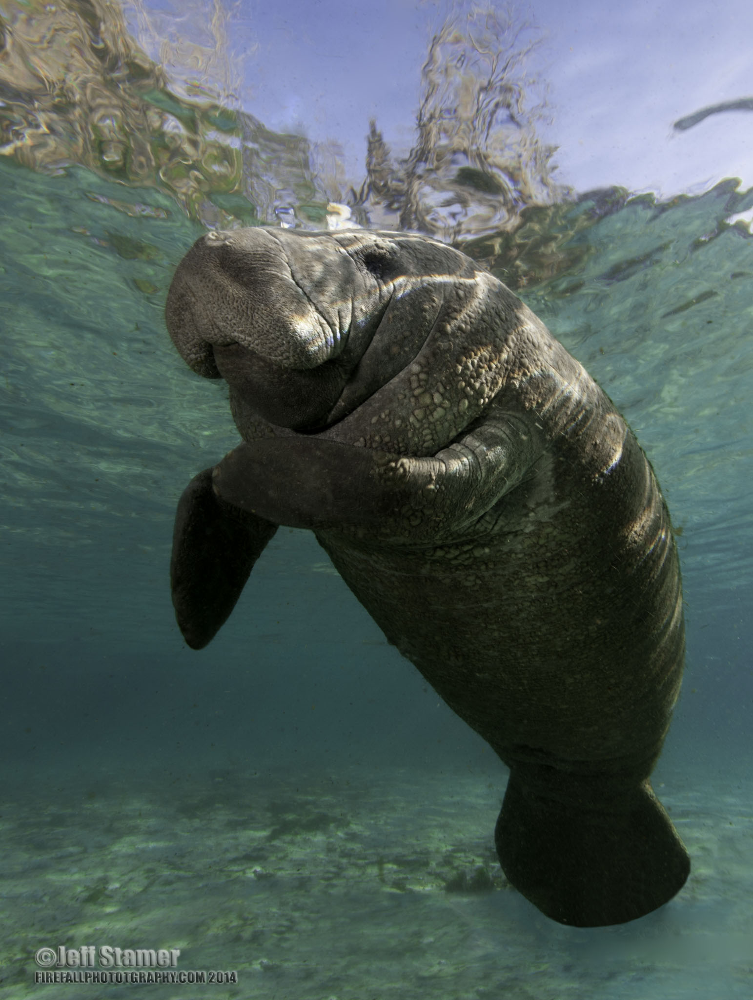 Snorkeling with the manatees - Crystal River : Photos and reviews