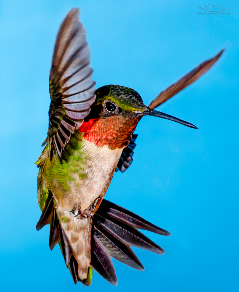 Hummingbird Photography: A 6 Step Guide with Hummingbird Photo Tips