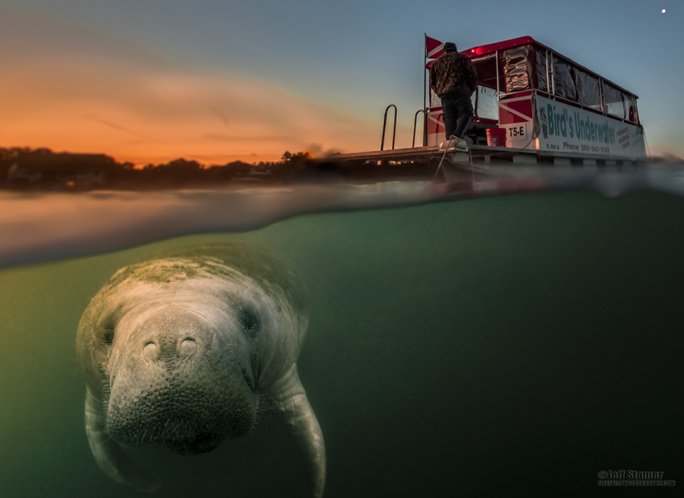 crystal river manatee trip