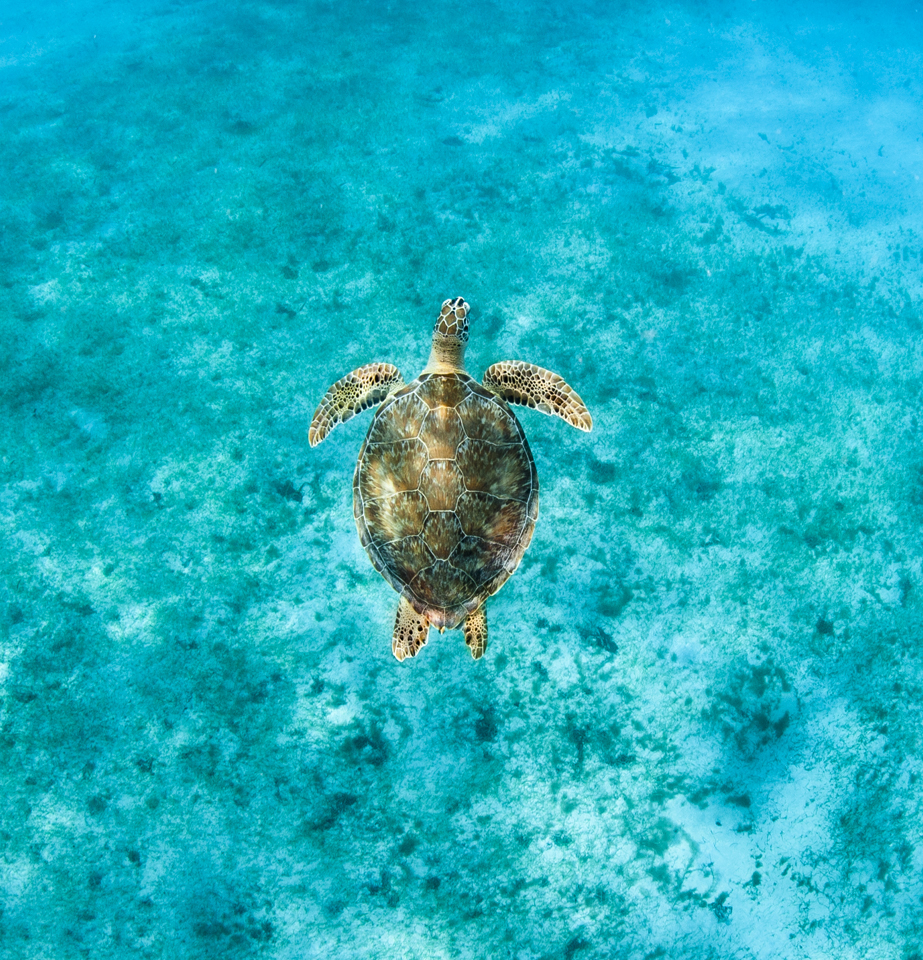 Busting the Turtle Jinx: Photographing Caribbean Sea Turtles - Firefall ...